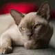Европейская бурма SIRIUS PRIDE | Питомник в Сочи и Черногории| купить бурманского котенка