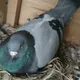 Dire Dawa Fancy & Racing Pigeons