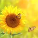 HOMESCHOOLING-SCHWEIZ.CH