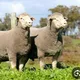 🐐🐐بازار دام گناباد و بجستان فردوس وحومه۰🐐🐐🐐🐐