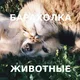 Барахолка Животные Грузия даром