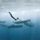 ТУРЫ НА МАВРИКИЙ | КИТЫ 🐋