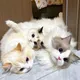 😻LEPAS ADOPSI KUCING MEDAN SUMUT😻