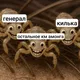 .Загреб - Килька