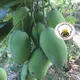 Fòs Lavi Pou Pèp Ayisyen ( life Force Haïti)