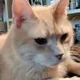 SashaSatoshiCat