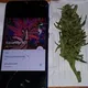 Kasandra 420 🇬🇪