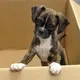 🐕 Animalitos en adopción en CDMX 🐾