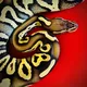Королевский питон (Regius) Python Ball Chat