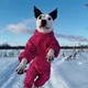 АСТ - Американский Стаффордширский Терьер