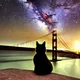 Bay Area Persians