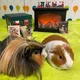 Guinea pigs forever🐾