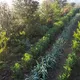 Bosques Sintrópicos de Alimento