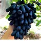 Узумчилик,боғдорчилик,сабзавот етиштириш 🍇