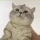 ALPHACAT CALL