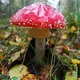 Мухоморы 🍄 на Бали 🌴