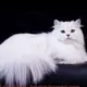 Andijon mushuk bozori