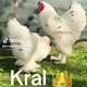 брама ва мрамир жужалари сотилади🐣🐣🐣🐣🐣аргинали