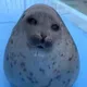 инсайды от инсайда