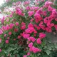 گروه شعر چت عشق و دورهمی دوستانه(اهر.تبریز.کلیبر. ورزقان.مشکین شهر)