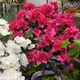 🌺 Flowers fargona optim🌺