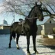 АТ БАЗАР КЫРГЫЗСТАН🇰🇬🐎🐎🐎