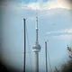 a tree grows in Toronto