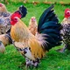 Атырау кус шаруашылыгы
