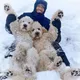 Australian Labradoodle( Лабрадудль )Тула