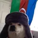 >cute Azerbaijani doggo