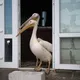Волонтерство разом з Peli can live