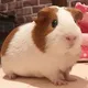 guinea pigs | DAILY 🐹🥕
