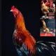 Ko Tun Cockfighting Farm(Bago)
