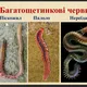 Нивяник, туберидия, палоло и 5 министров Републики Сербской