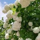 كروب سكن الطلبة في بغداد