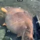 Xorazm Balqchlar 🐬🐠🐟