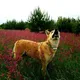 Собачья барахолка РБ🐶