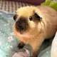 хрюшария | PIG WORLD 🌍