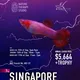 Singapore Guppy Championship Sales Channel by NTS