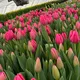 Тюльпаны и луковицы оптом