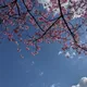 花見🌸２０２２＋４