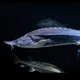 Рыбалка Казахстан Алматы