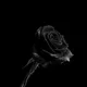RBlackRose 🌹