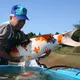 BURSA KOI JUMBO 45up (BKJ)
