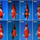 BURSA KOI SHOW (BKS)