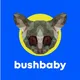 BushBaby Announcement