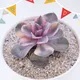 Флорариумы, кашпо, растения комнатные и уличные 🌵🌳🍀🪴 Цвети от счастья stonerose.ru, @stone_rose_moscow
