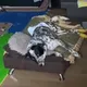 🐶🐕‍🦺Два друга, спинальник Тедди и его кангал Тайсон.