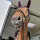 Vente de selle et accessoire de cheval France, Belgique et environs