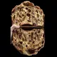 Zarva Panettone